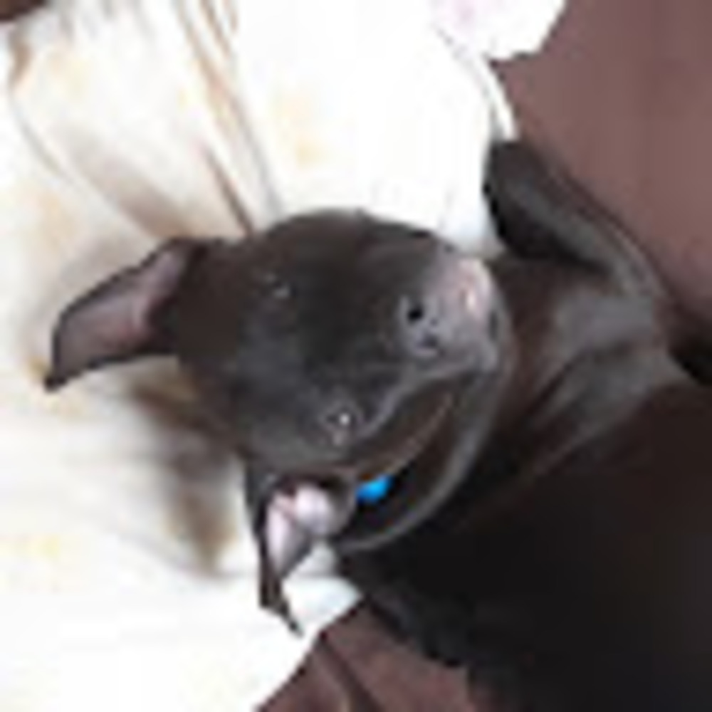 Meet your Posher, Leah